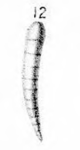 Nodosaria (Dentalina) zsigmondyi Hantken, 1868