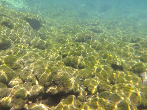 Cladophoropsis membranacea