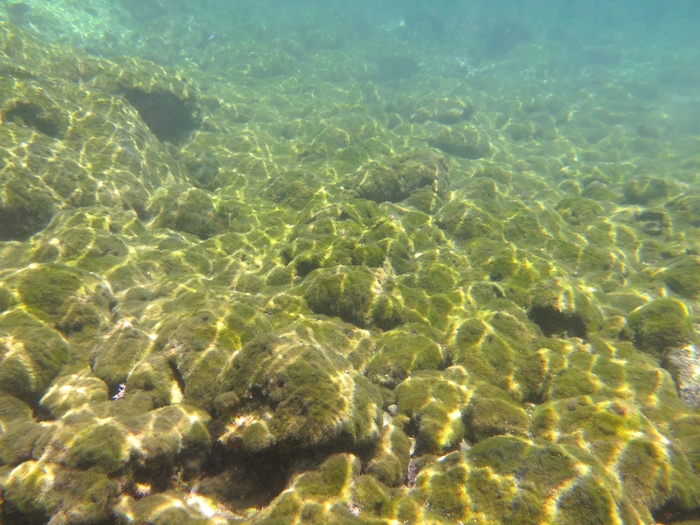 Cladophoropsis membranacea