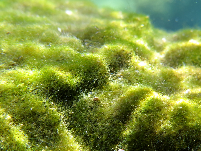 Cladophoropsis membranacea