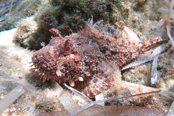 Scorpaena scrofa