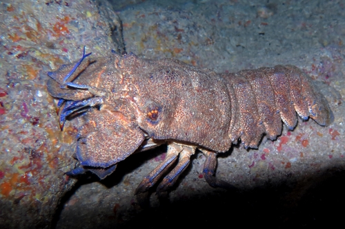 Scyllarides latus