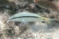 Parupeneus forsskali