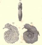 Lituola irregularis var. compressa Goës, 1882