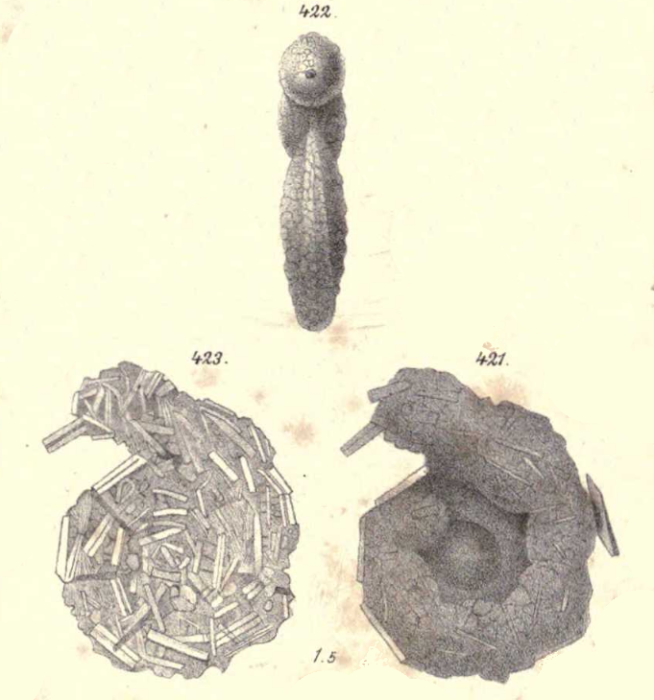 Lituola irregularis var. compressa Goës, 1882