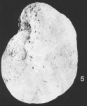 Reticulophragmium rotundidorsatum (Hantken, 1875)