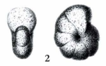 Haplophragmium rotundidorsatum Hantken, 1875