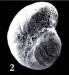 Haplophragmium rotundidorsatum Hantken, 1875
