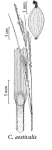 Organs of C. aestivalis (spike, abaxial side of utricle, ligula)