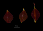 Cyperaceae