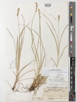 Herbarium:K001418687 Holotype