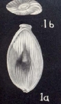 Lagenosolenia neowrightiana McCulloch, 1981