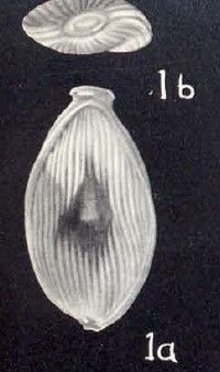 Lagenosolenia neowrightiana McCulloch, 1981 Lagenosolenia neowrightiana McCulloch, 1981
