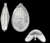 Lagenosolenia neoradiatomarginata McCulloch, 1981, author: Consorti, Lorenzo