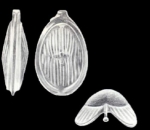 Lagenosolenia neoradiatomarginata McCulloch, 1981
