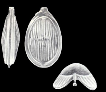 Lagenosolenia neoradiatomarginata McCulloch, 1981
