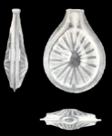 Lagena carlae McCulloch, 1981