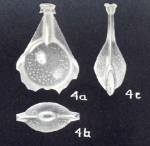 Lagenosolenia neoauriculata McCulloch, 1981