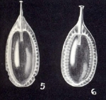 Lagenosolenia cubaquaensis McCulloch, 1981