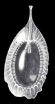 Lagenosolenia curvilagenoides McCulloch, 1981
