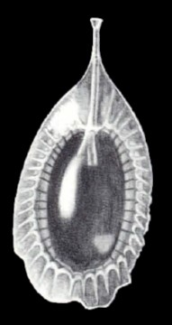 Lagenosolenia curvilagenoides McCulloch, 1981 Lagenosolenia curvilagenoides McCulloch, 1981