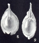 Lagenosolenia heterolagenoides McCulloch, 1981
