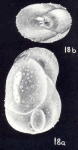 Globulina aequaliformis McCulloch, 1981