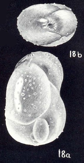 Globulina aequaliformis McCulloch, 1981