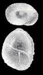 Globulina leishensis McCulloch, 1981