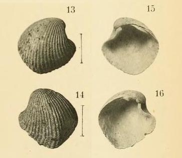 Verticordia lamothei Dautzenberg &amp; H. Fischer, 1897, original figure