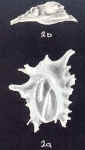 Polymorphina densata McCulloch, 1981