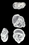 Polymorphina septiformis McCulloch, 1981