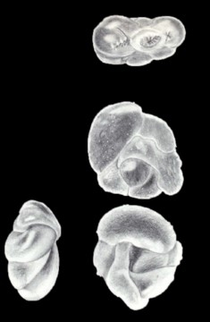 Polymorphina septiformis McCulloch, 1981 Polymorphina septiformis McCulloch, 1981