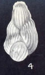 Fissuripolymorphina neocrassicostata McCulloch, 1981