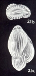 Fissuripolymorphina neocrassicostata McCulloch, 1981
