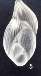 Polymorphina planiregina McCulloch, 1981