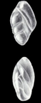 Entosigmomorphina (?) irregularis McCulloch, 1981