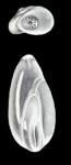 Laryngosigma trinidadensis McCulloch, 1981