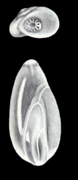 Laryngosigma trinidadensis McCulloch, 1981