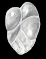Neodelosina dissensa McCulloch, 1981, author: Consorti, Lorenzo