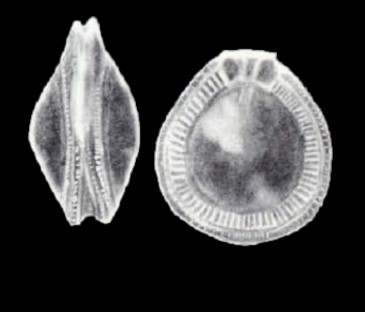 Fissurina neocarinata McCulloch, 1981