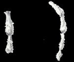 Nodophthalmidium caledoniana McCulloch, 1981