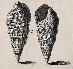 Plate 56 fig. L of Gualtieri (1742), on which Murex alucoides Olivi, 1792 is based