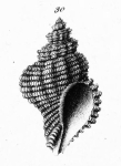 Fusus lamellosus, original figure in Philippi (1836, pl. 11 fig. 30)