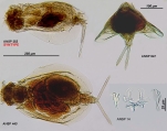 Euchlanis calpidia, author: Christian D. Jersabek