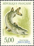 Esox lucius