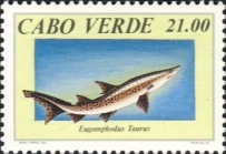 Eugomphodus taurus