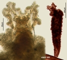 Floscularia janus, author: Christian D. Jersabek