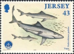 Carcharhiniformes