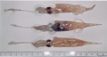 Cephalopoda